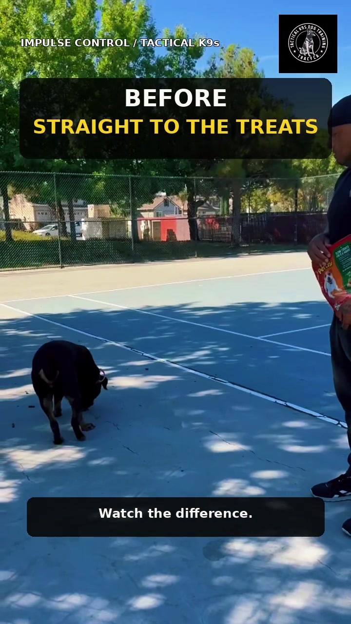 @Tactical K9s Dog Training