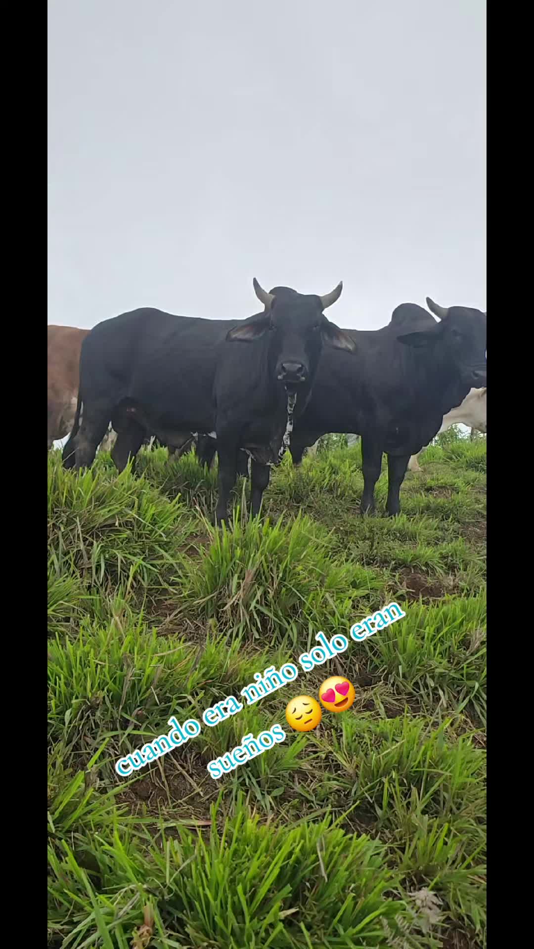 @🐓TU GALLO FINO 🐓