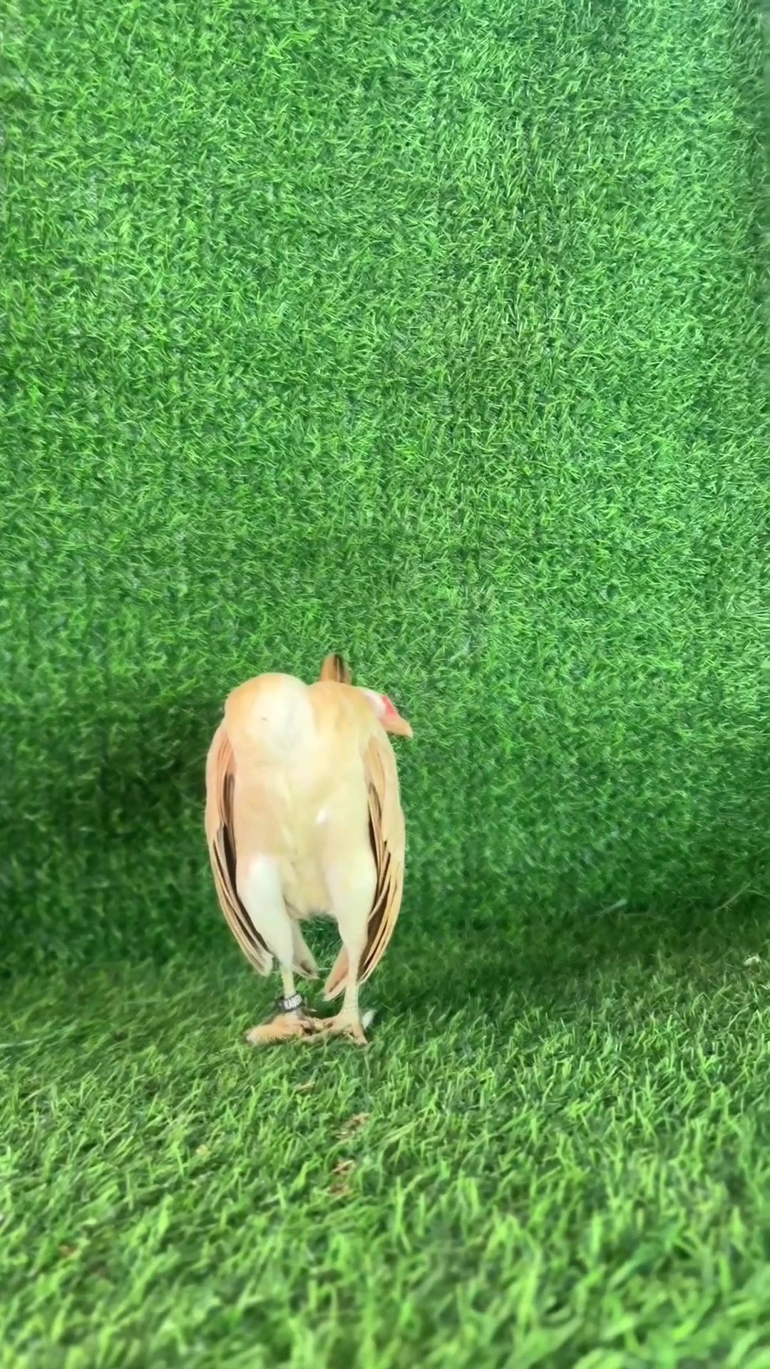 @kaserama_
