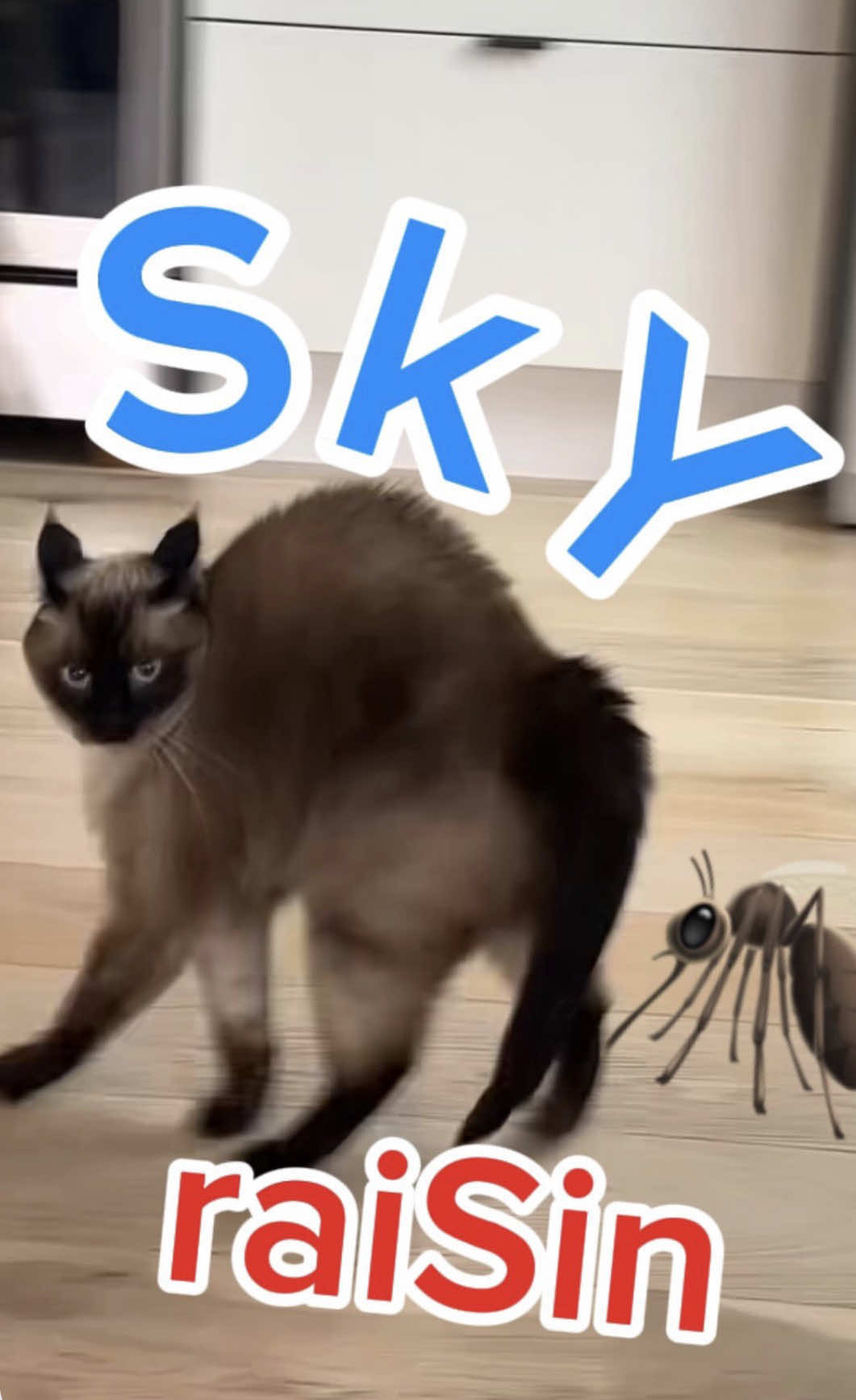 @Merv The Cat
