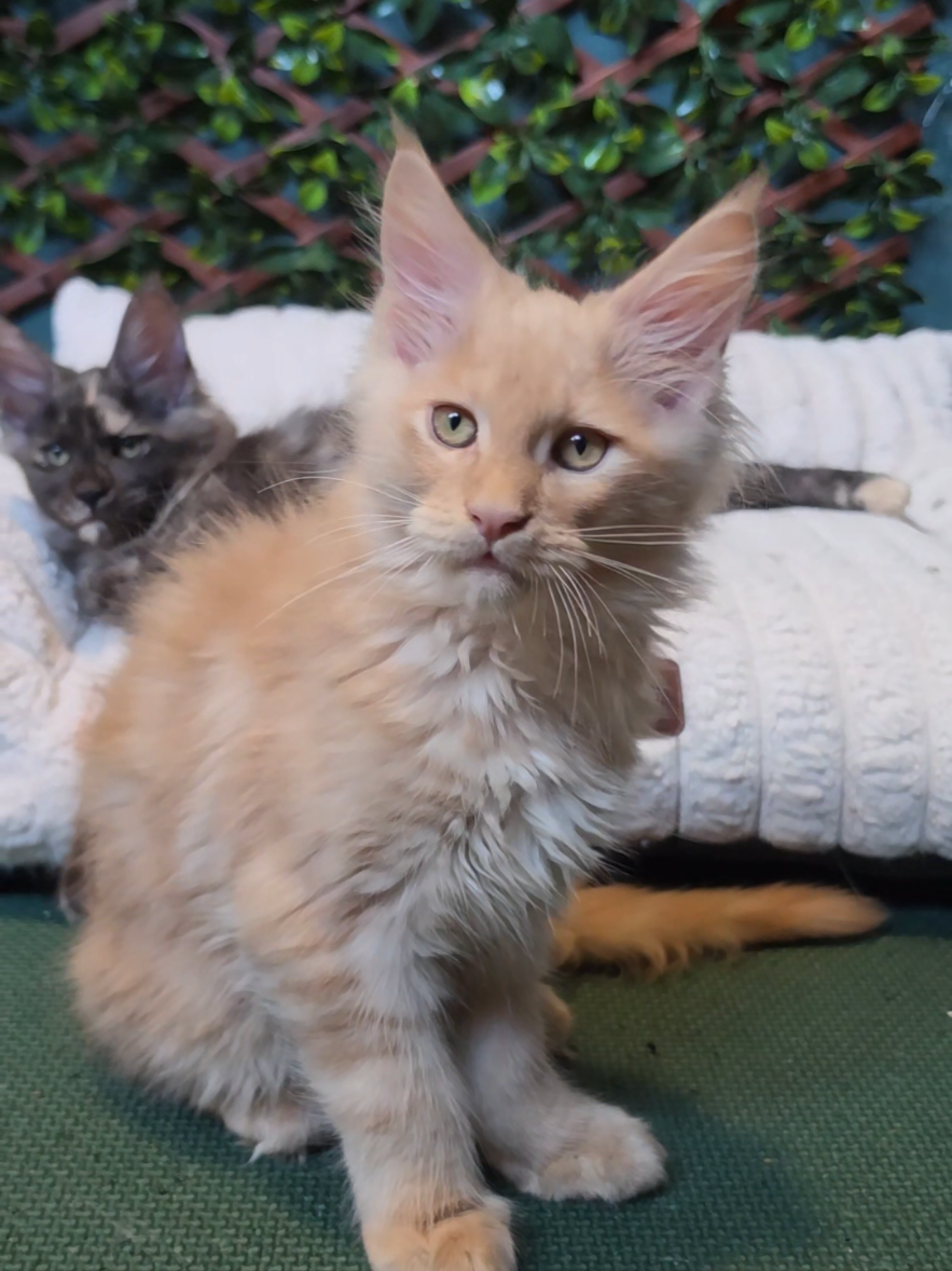@Peaky Claws Cattery