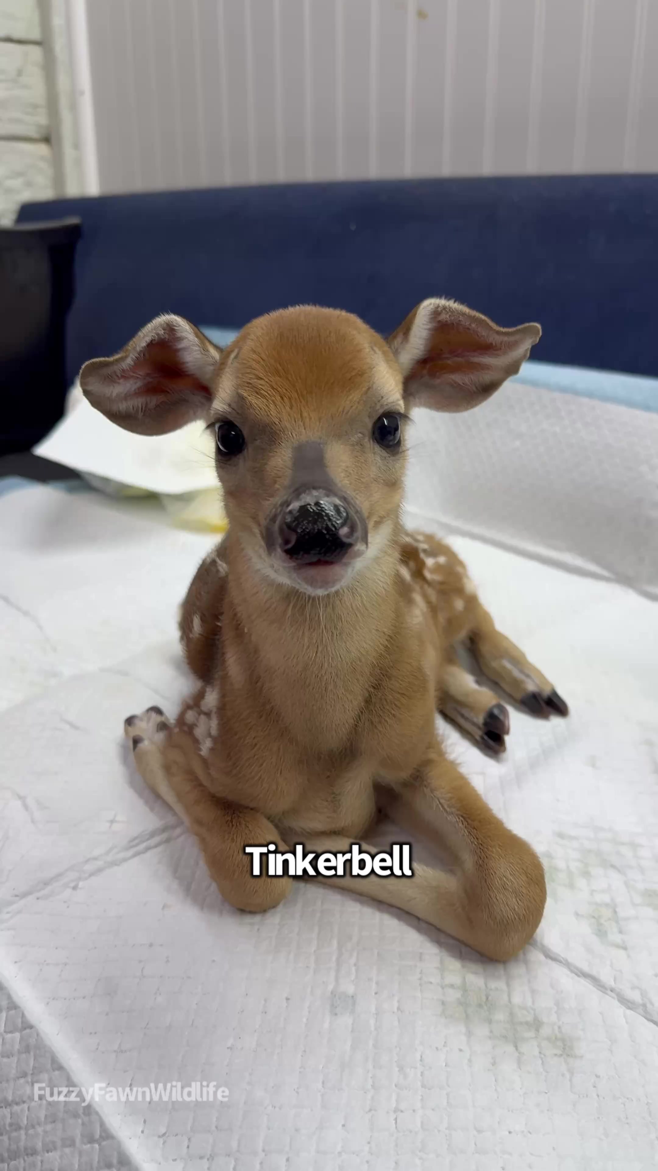 @Fuzzy Fawn Wildlife
