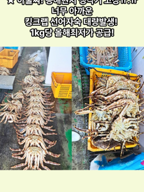 @킹크랩 대게 동해수산유통