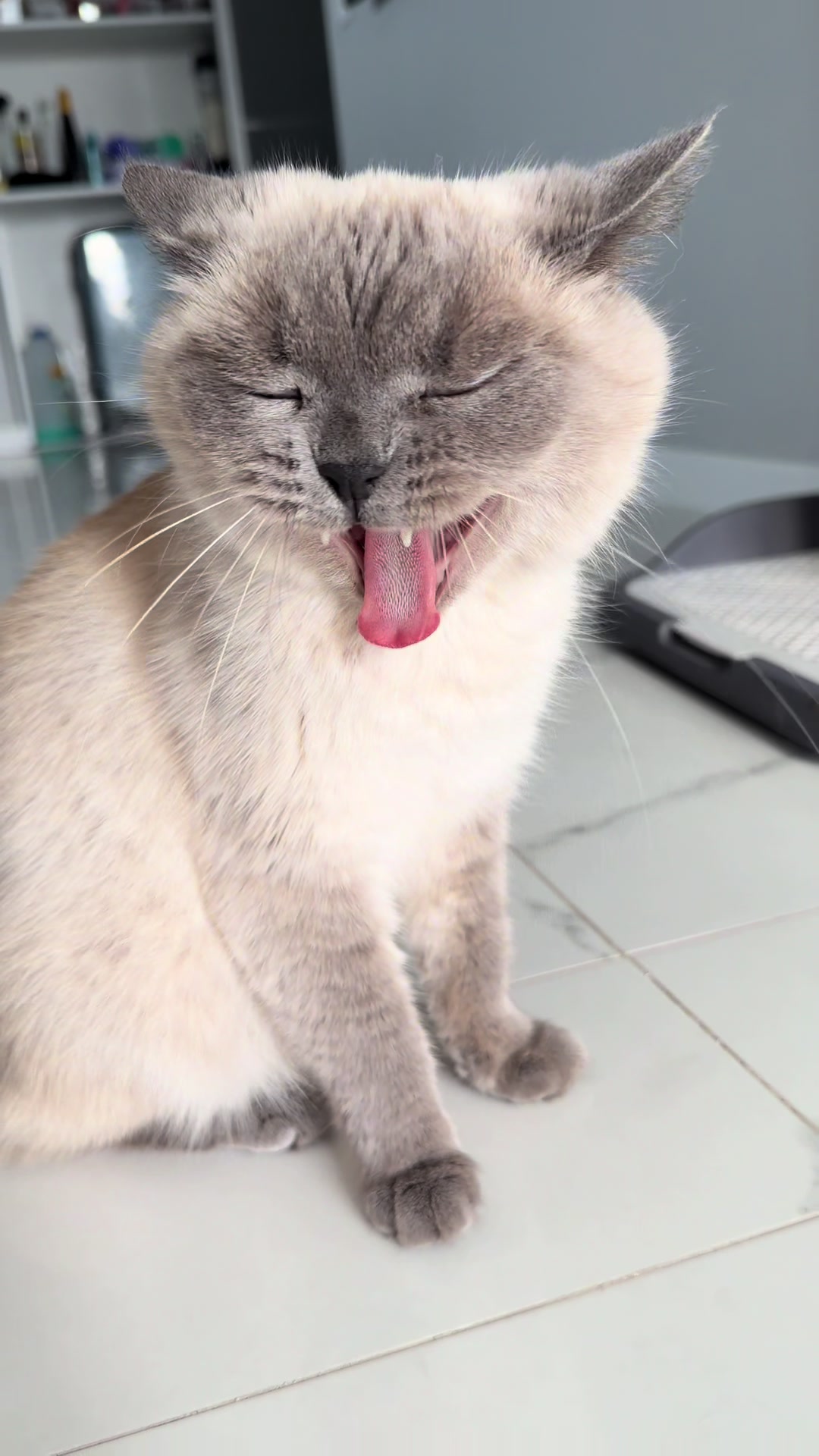 @Трускавецька киця 😻
