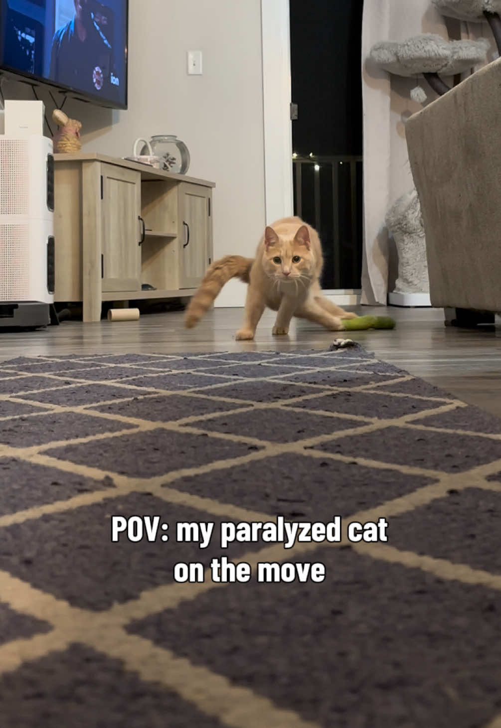 @Low Ryder Kitty