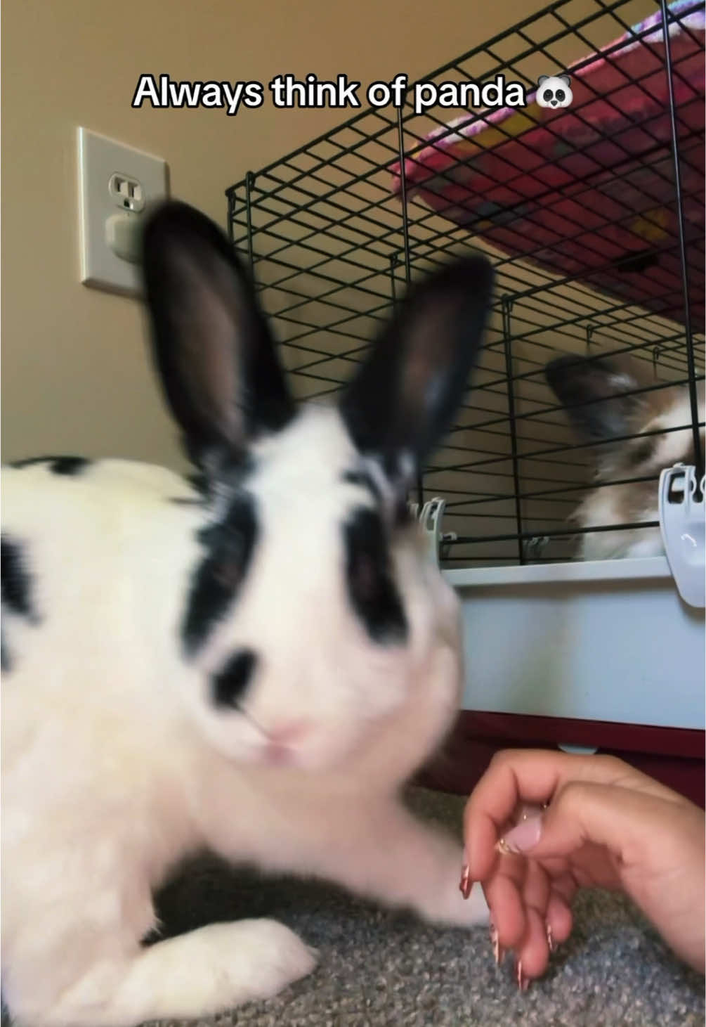 @strawbewie_buni