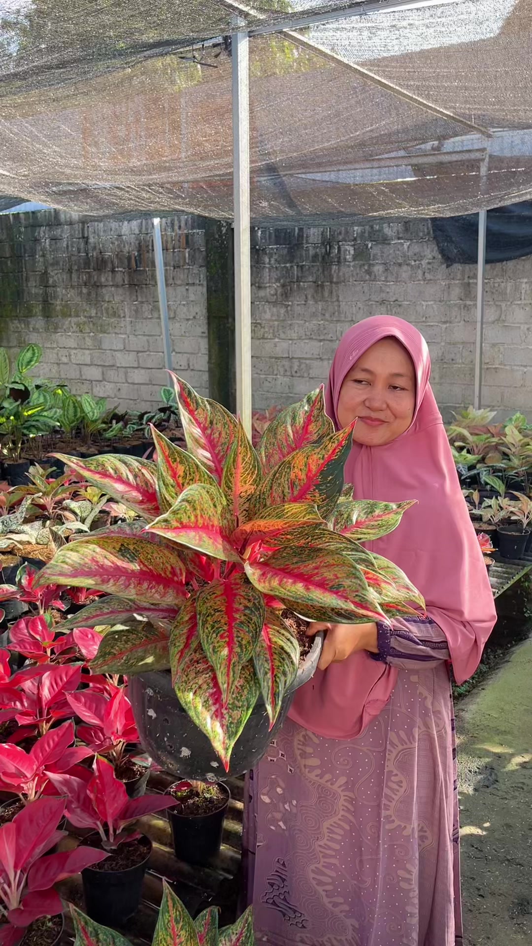 @Amila Flowers