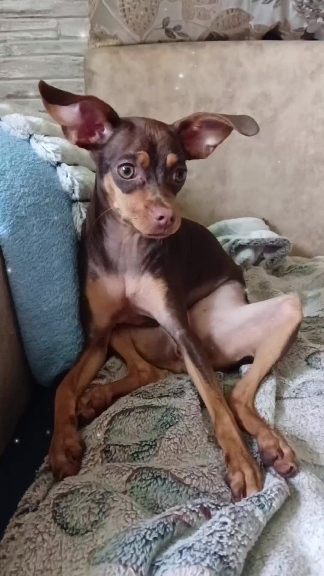 @Бонимиро