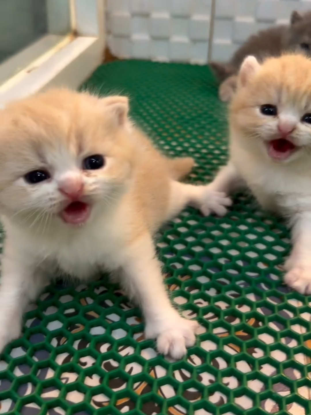 @Chonky World Of Cats