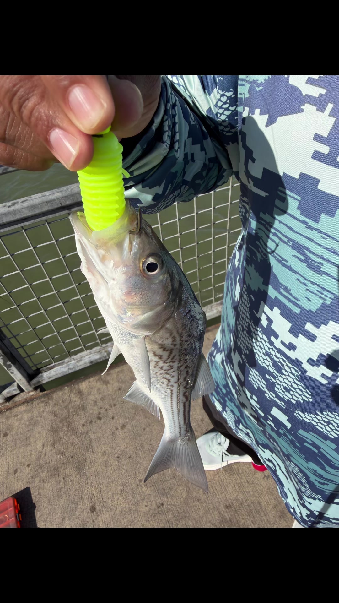 @Justfishnn510