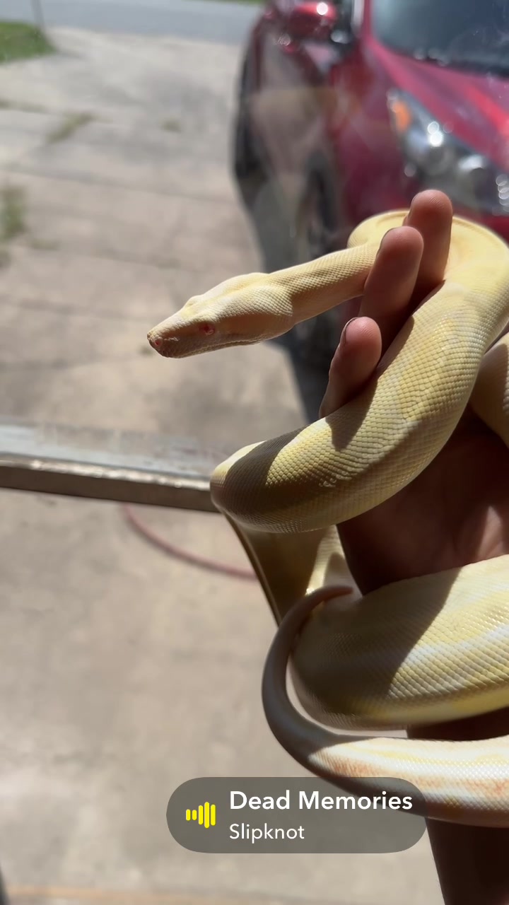 @A&L Reptiles