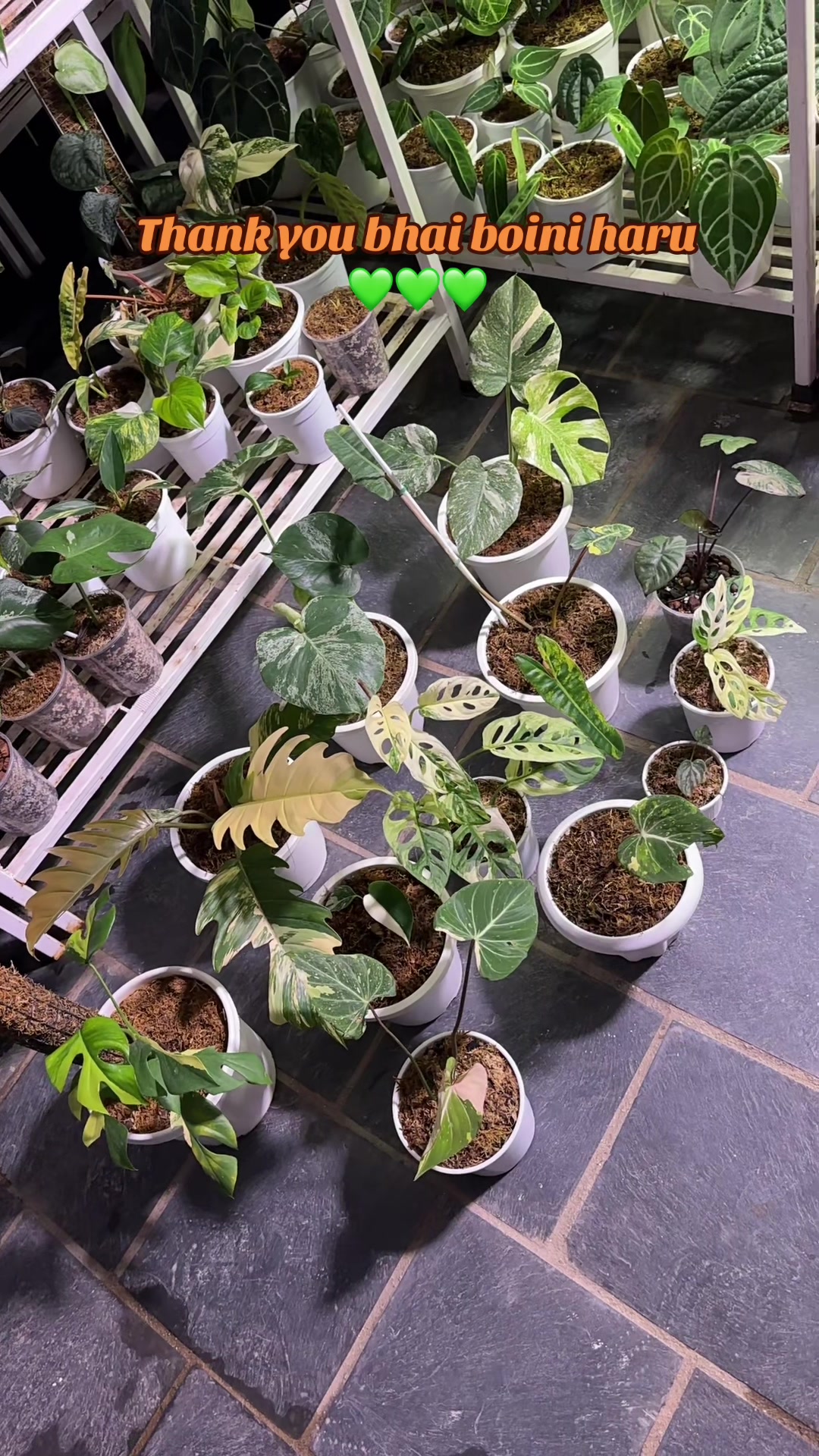 @Plantlife50