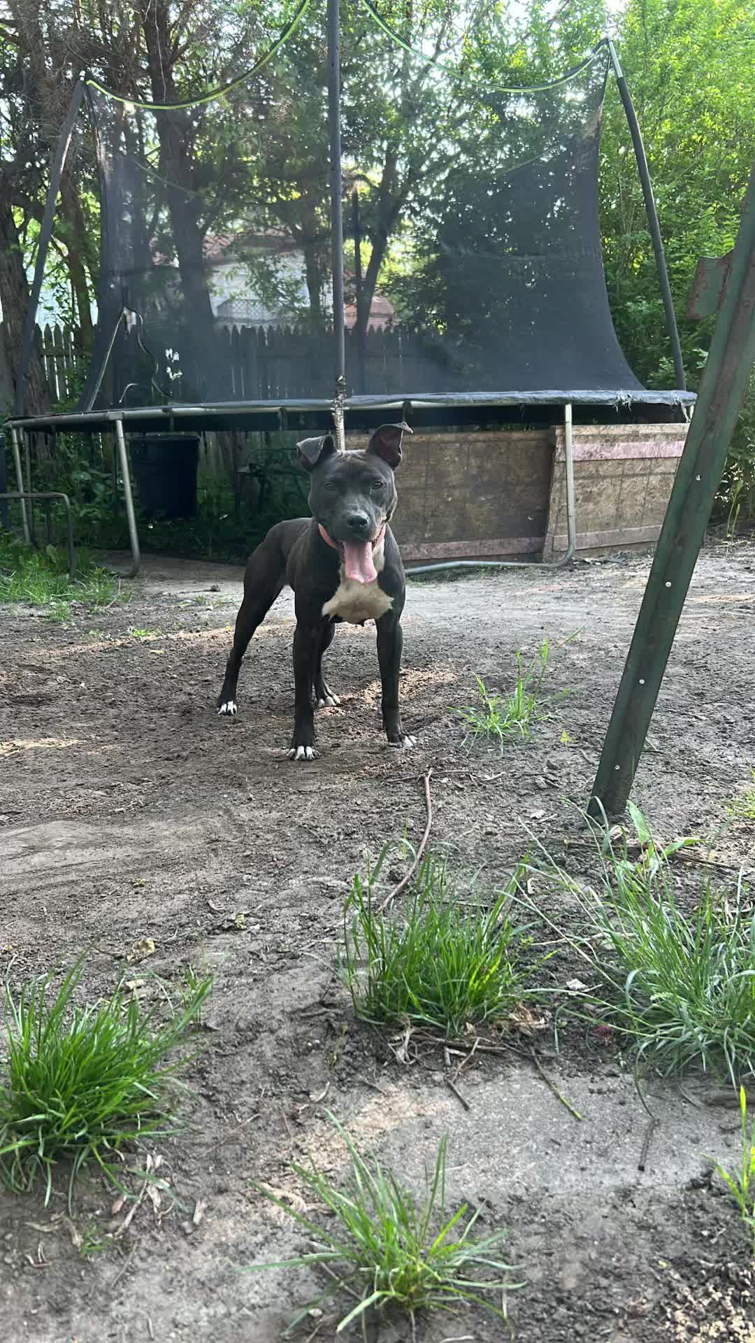 @themreal_hounds