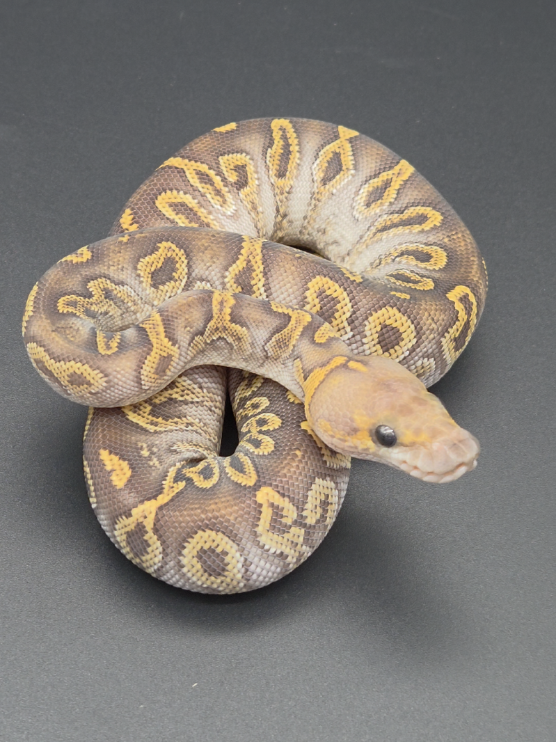 @Rikers Reptiles