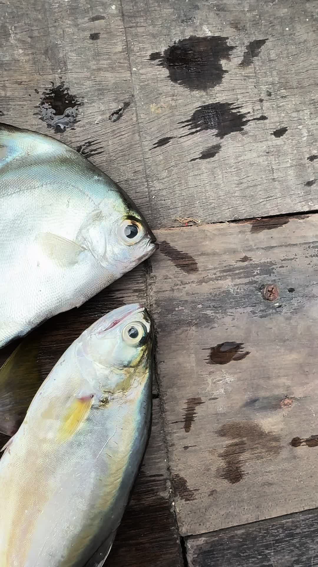 @NGW Angler