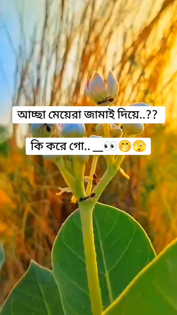 @🐸!! জাতির--ভাইয়া !!🐸,,,,
