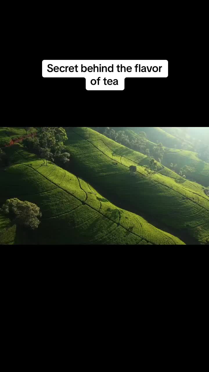 @Ceylon tea trails