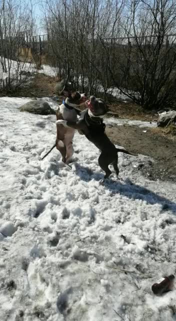 @amstaff_iar
