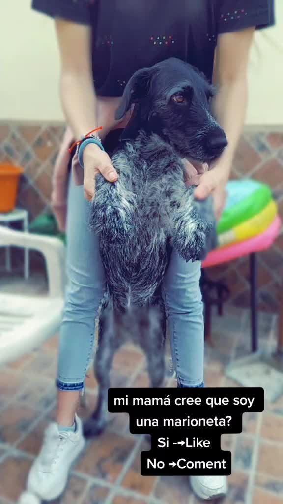 @Aquila 🐶