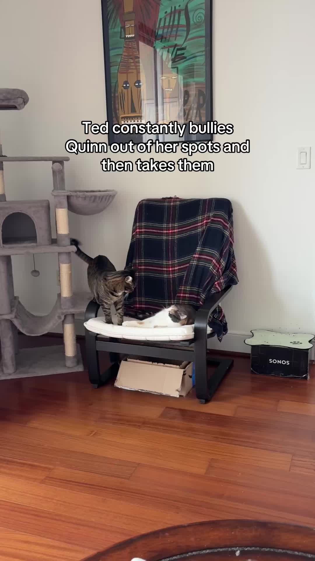 @Quinn The Calico