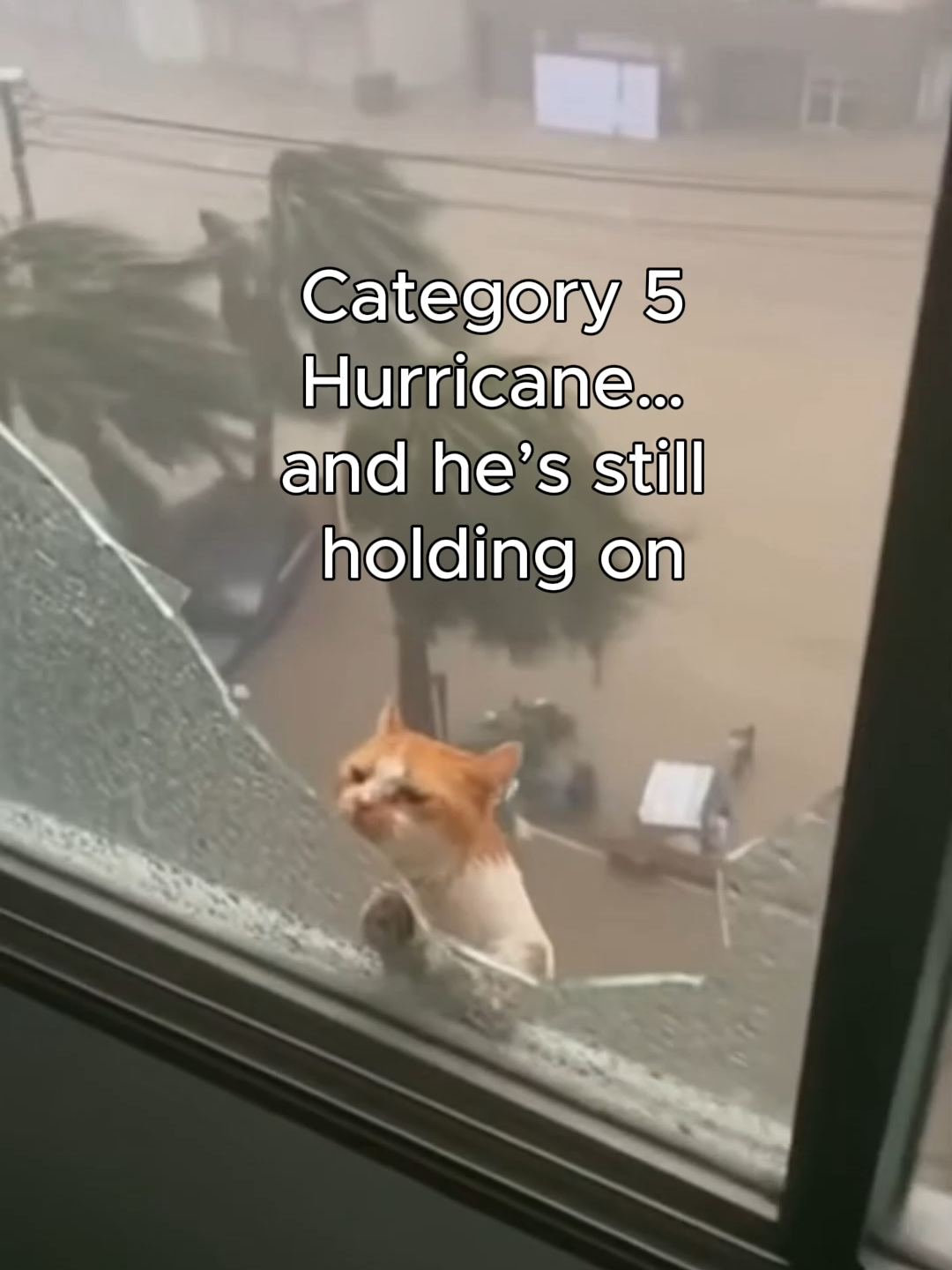 @GuardianMoments