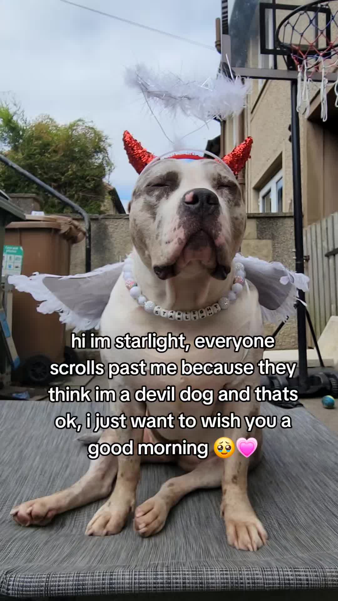 @kirsty+starlight the xl bully