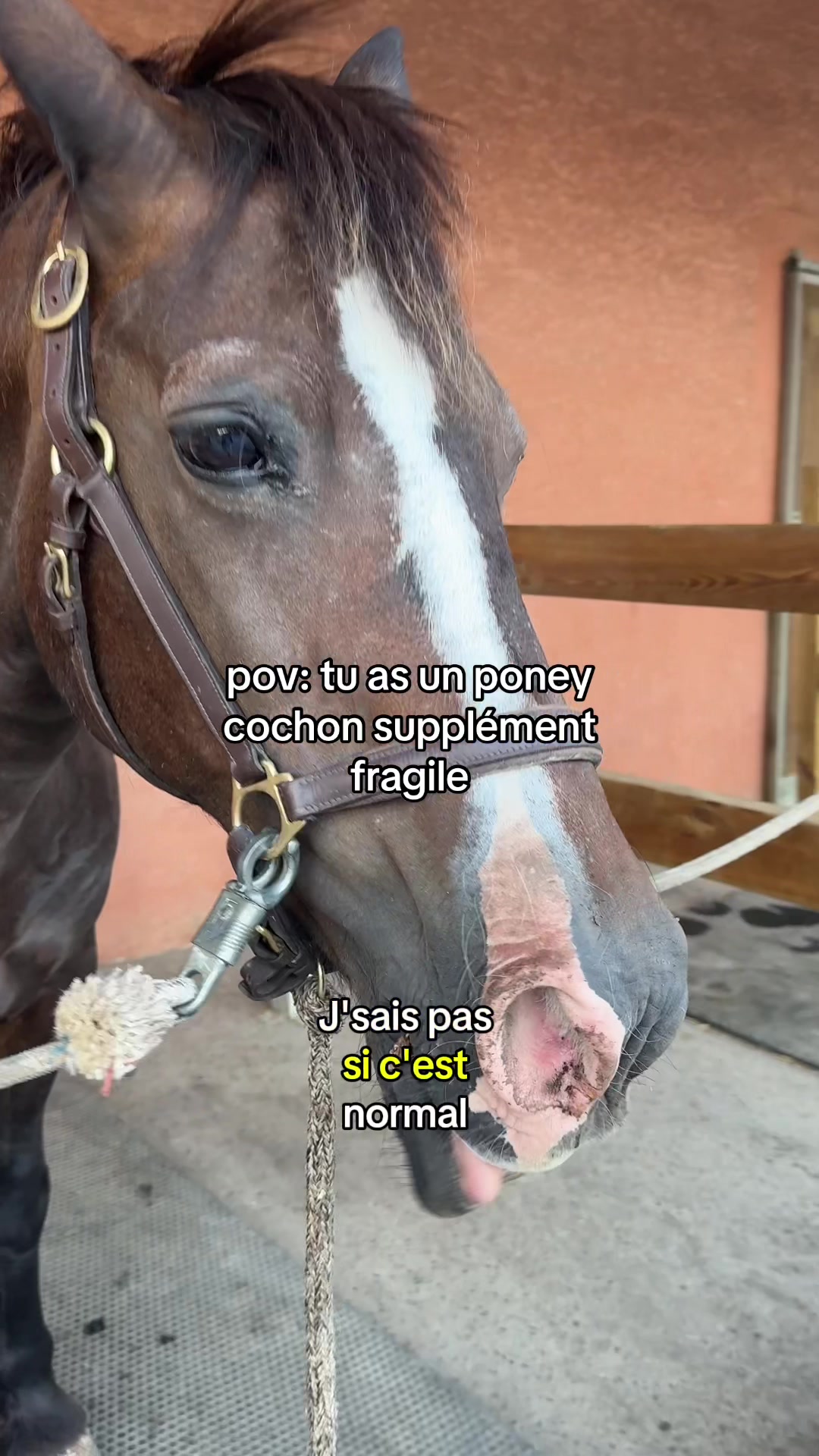 @Seren the pony ๐ด