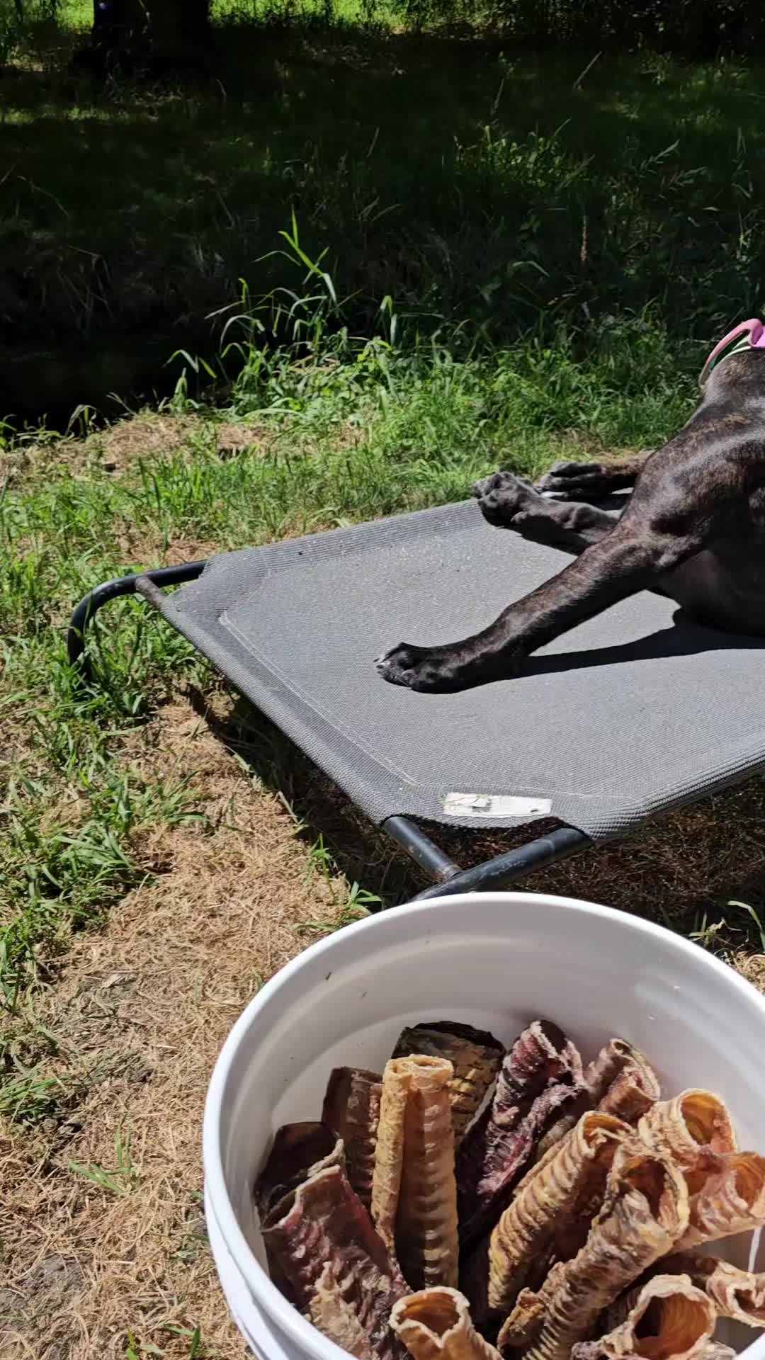 @SalmonCreekCaneCorso