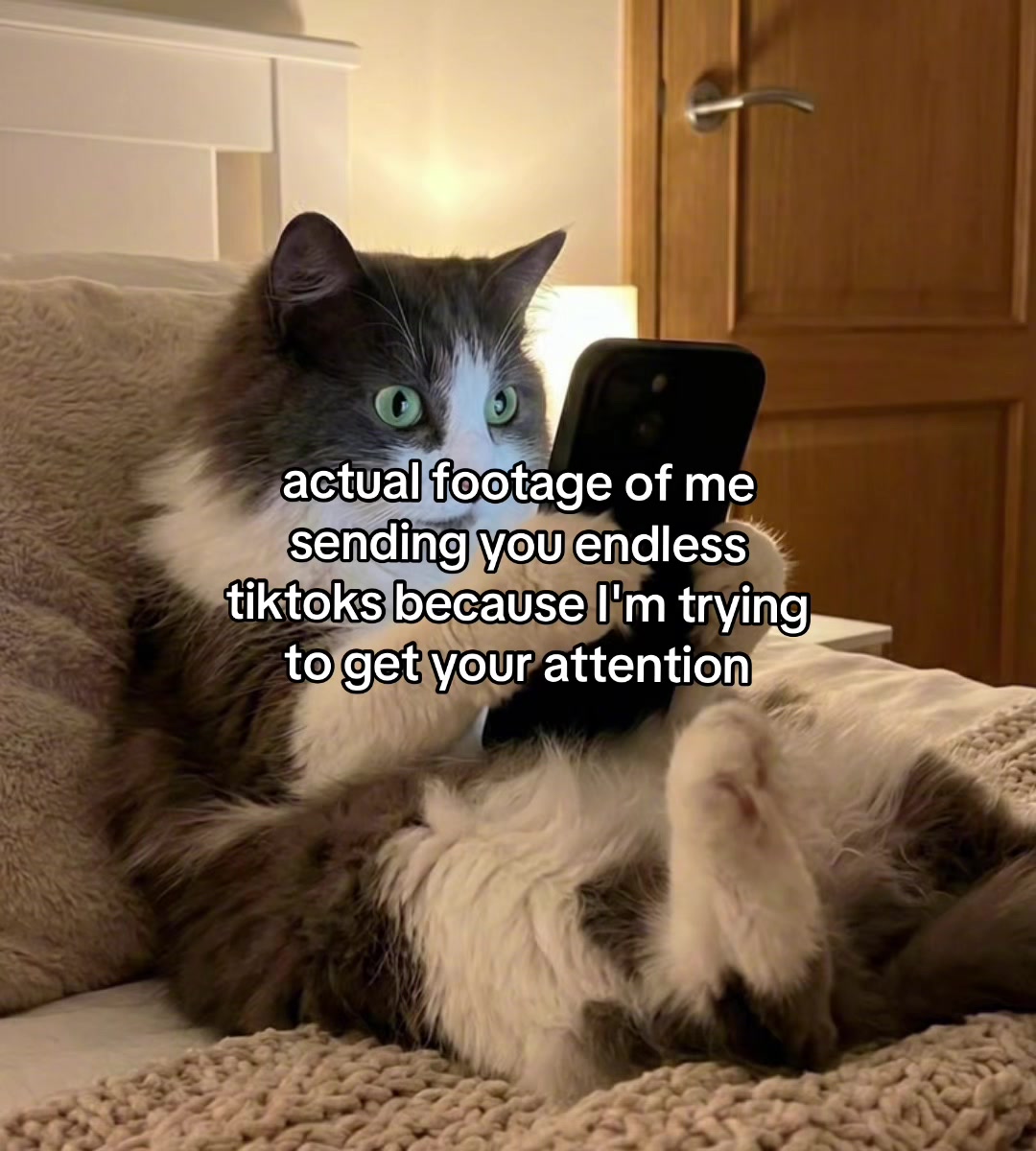 @Alice.cattok