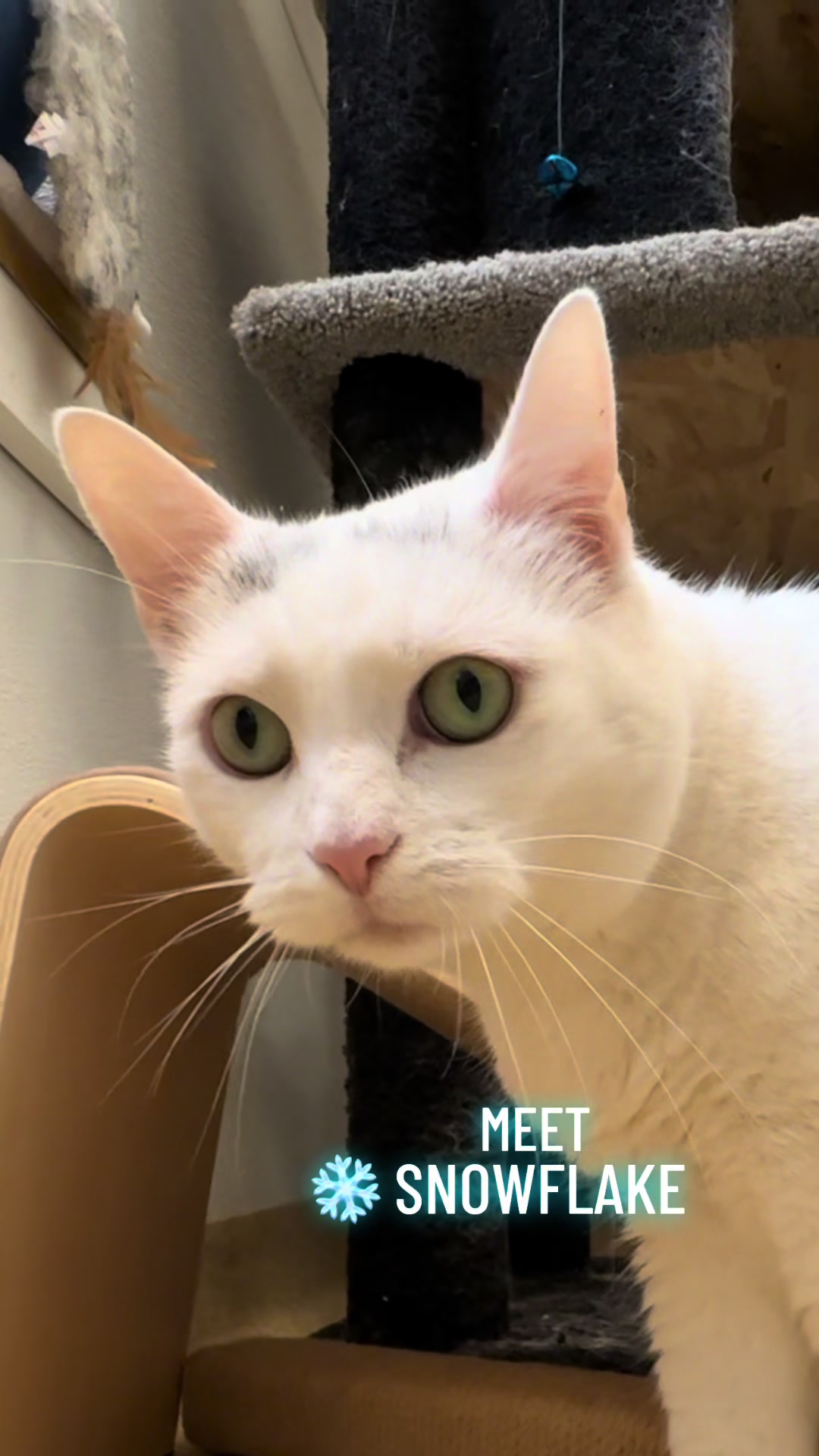 @PAWS