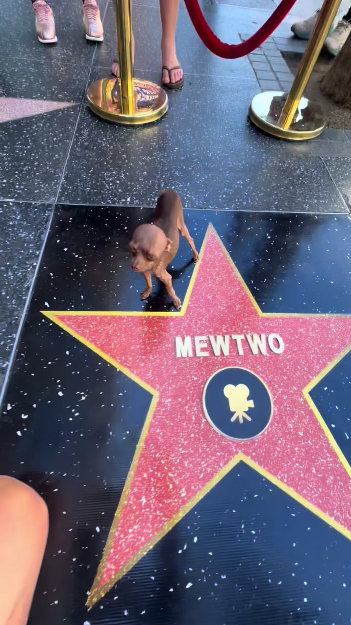 @mini.mew.offical