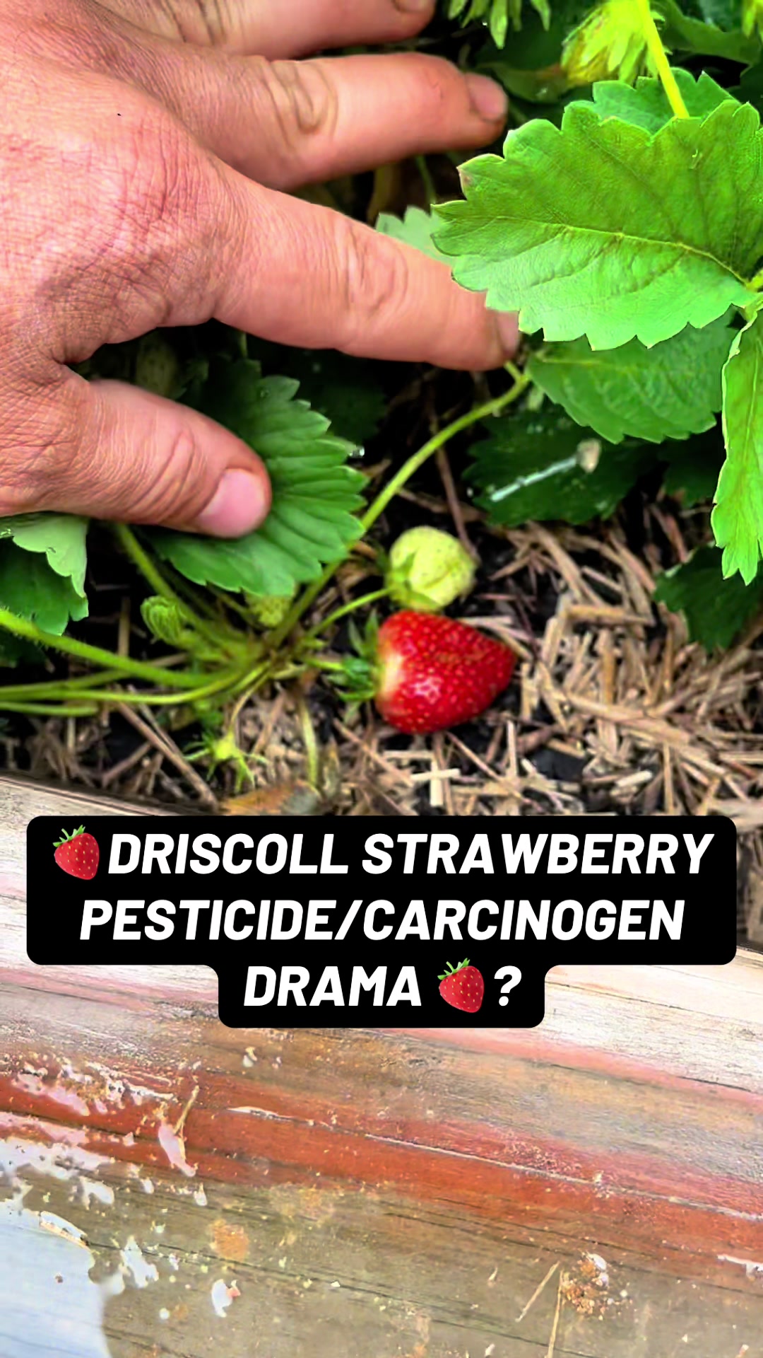 @TheFruitfulFoodscape