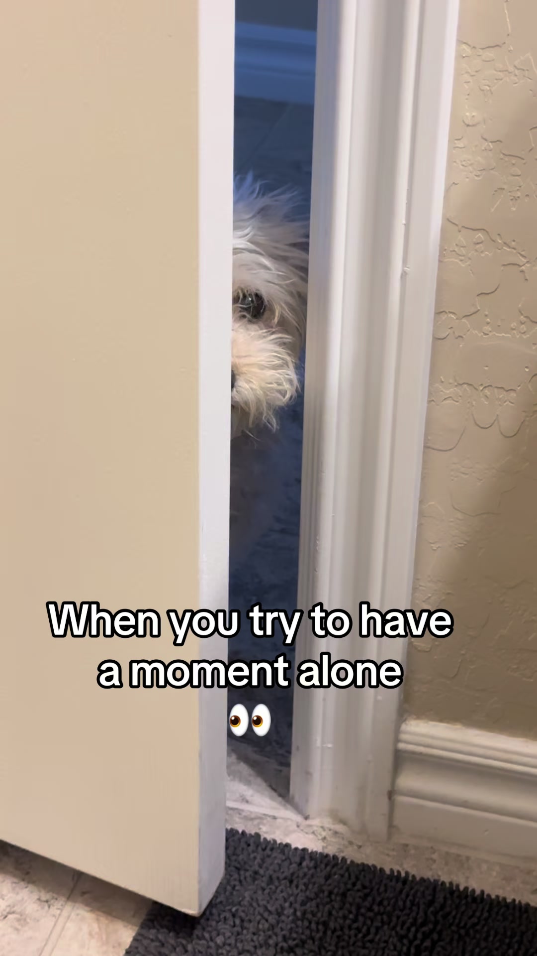 @He Was A PoodleBoi