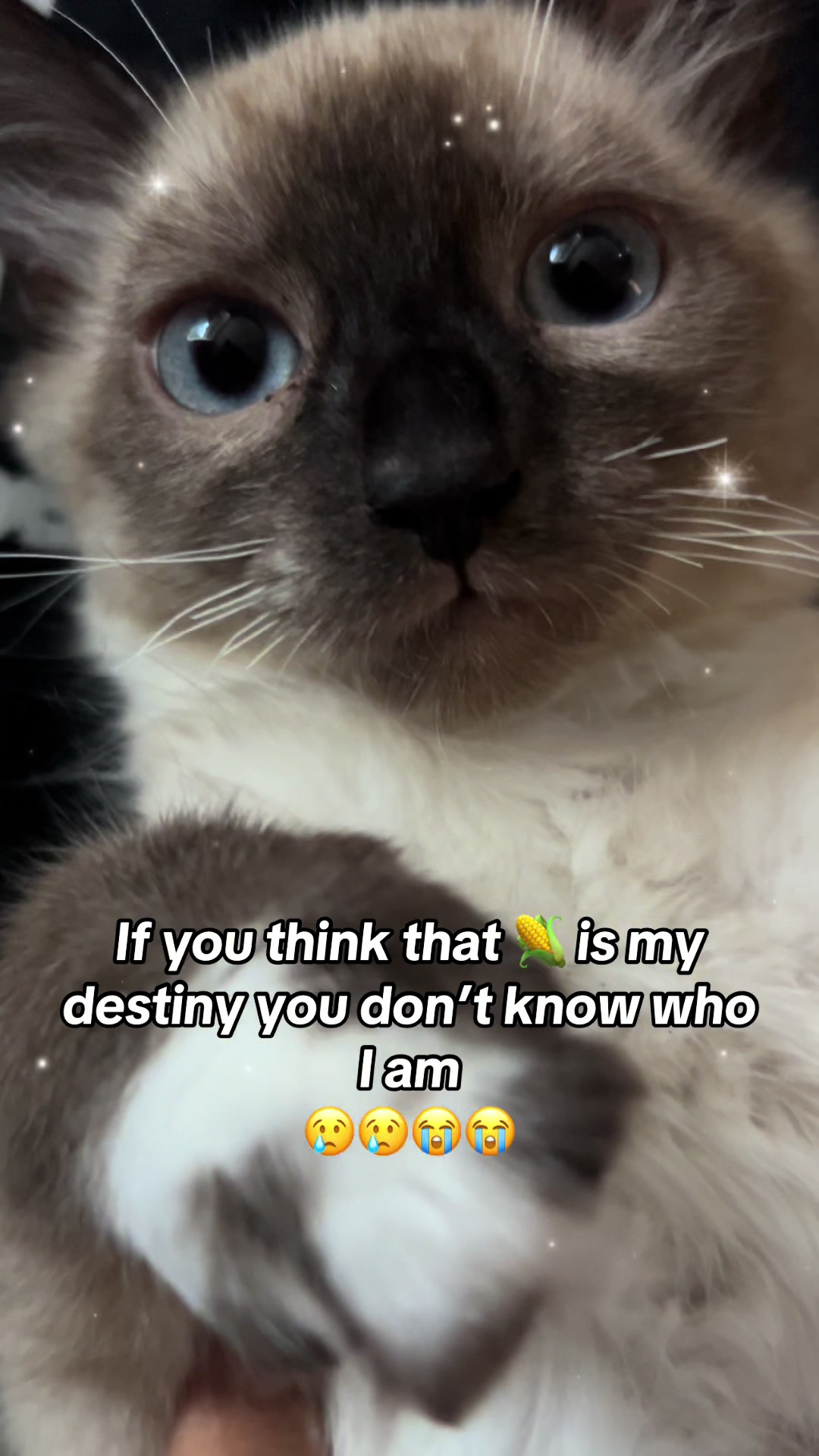 @fatplumpythugcat9000