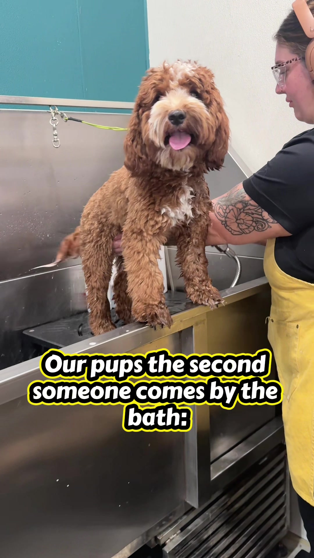 @Well Groomed Queen Creek
