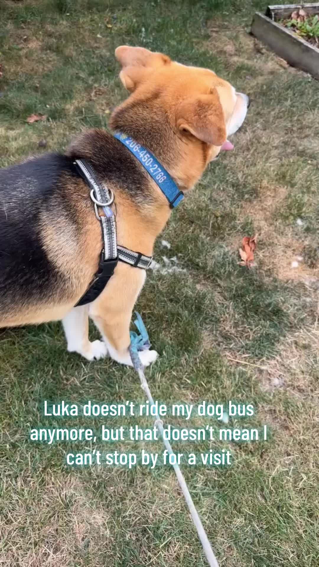 @Derpydogbus