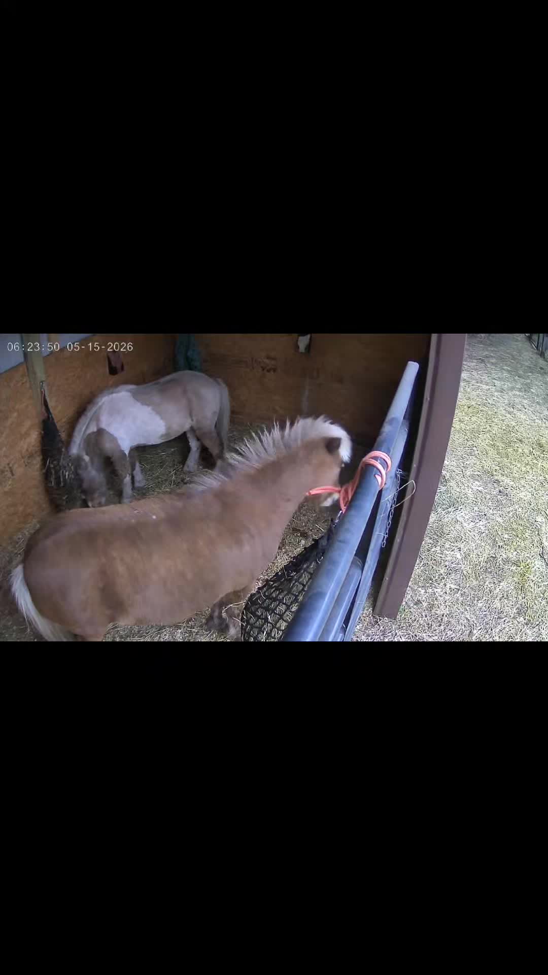 @Christy @ Poppy's Pigtopia🐷🐴