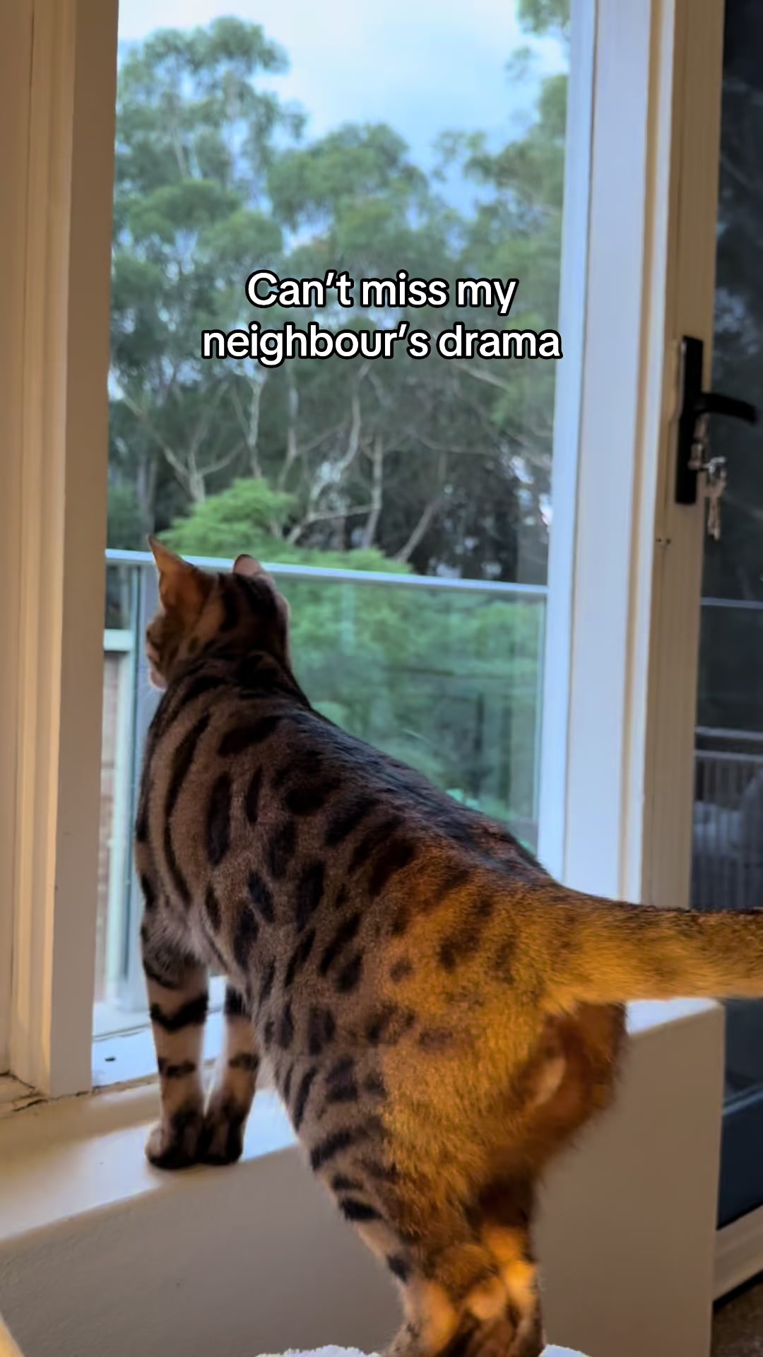 @mitmitcats