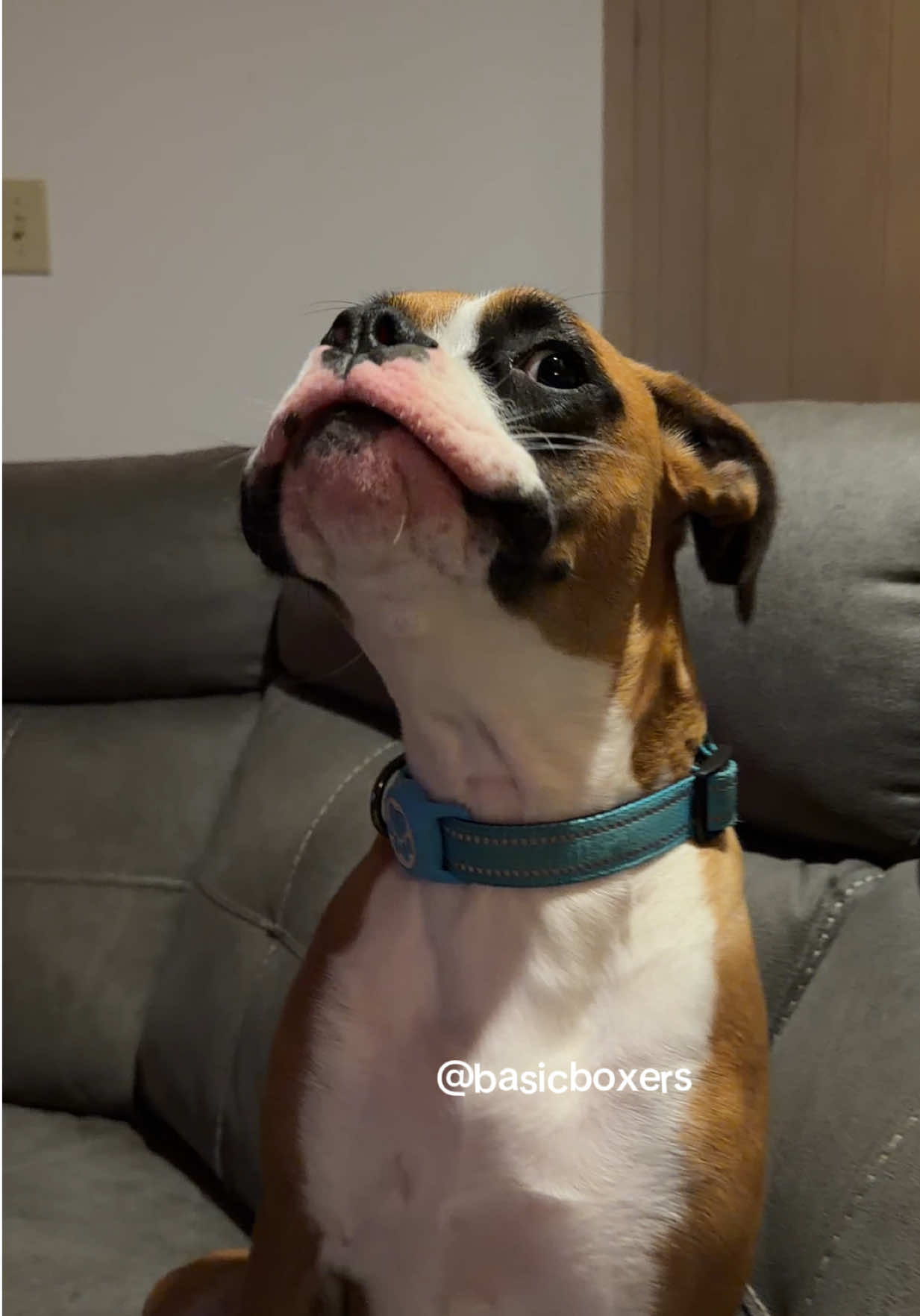 @basicboxers