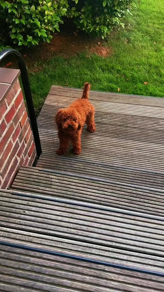 @Vito🐶🦮❤️🌏