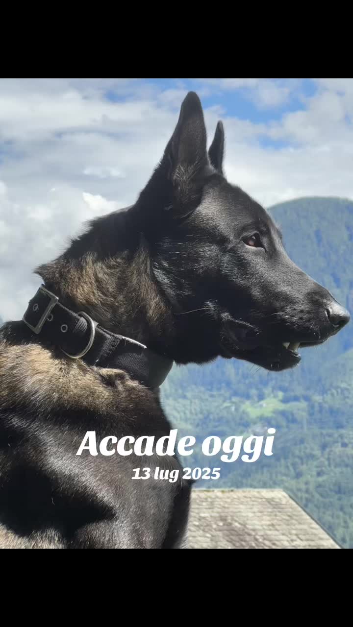 @ULLR&HEL Malinois