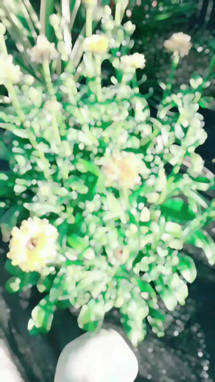 @Dacoté