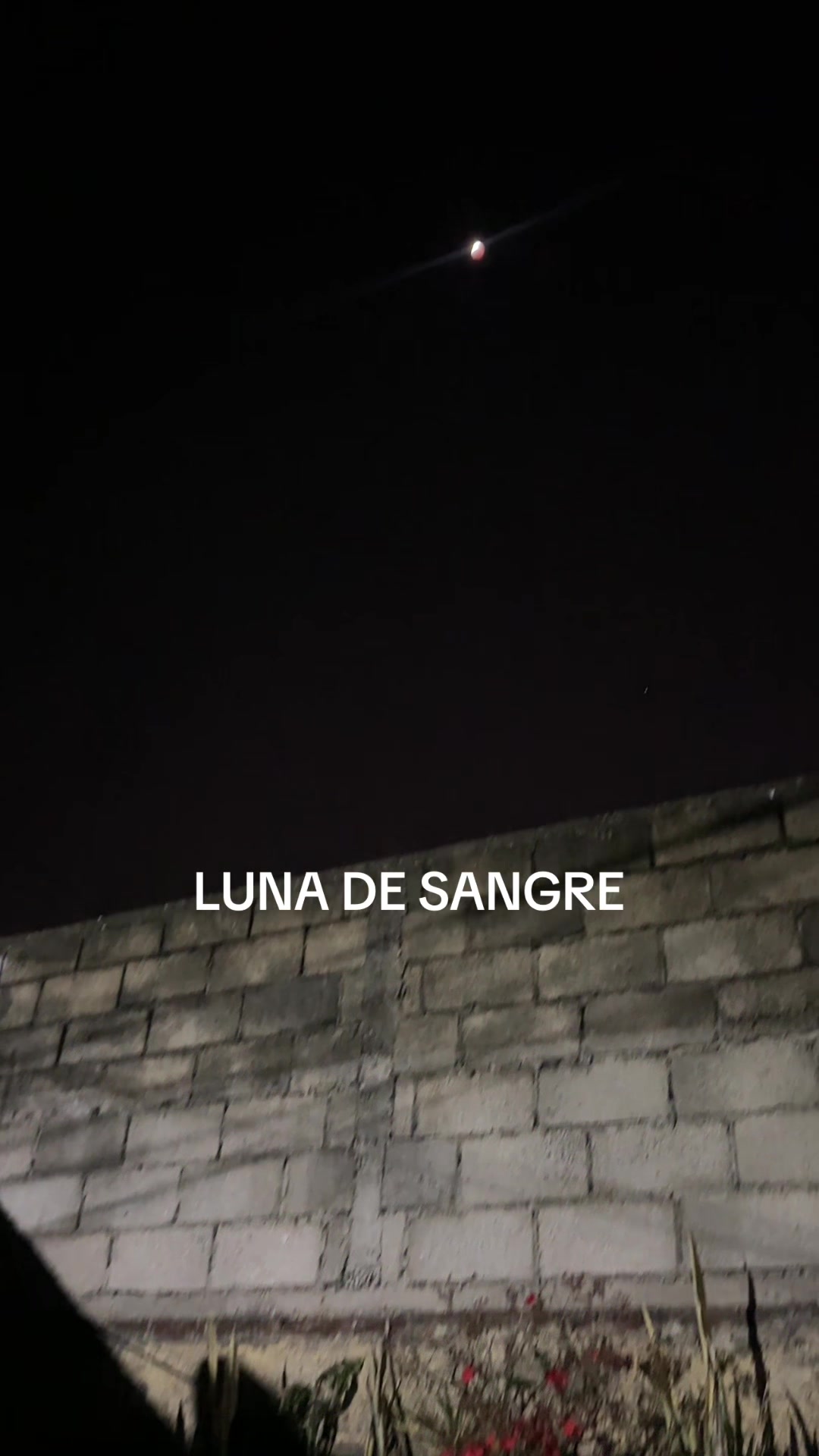 @Ed 🐺