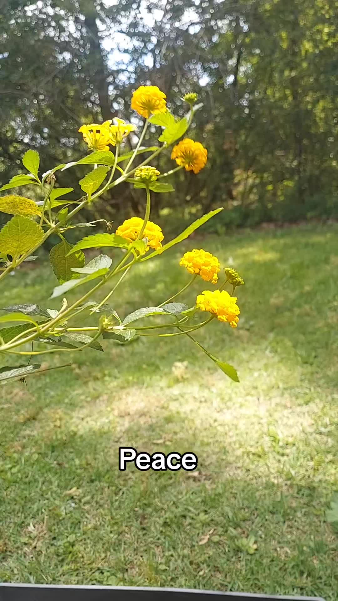 @rustyhippy