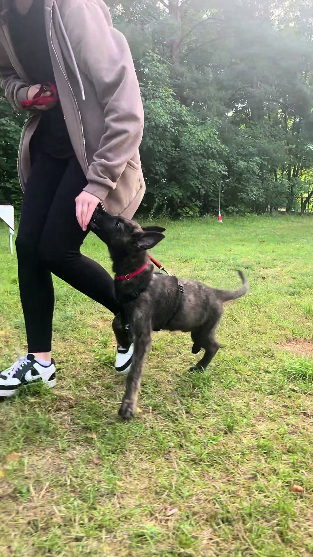 @die.hunde.mafia2
