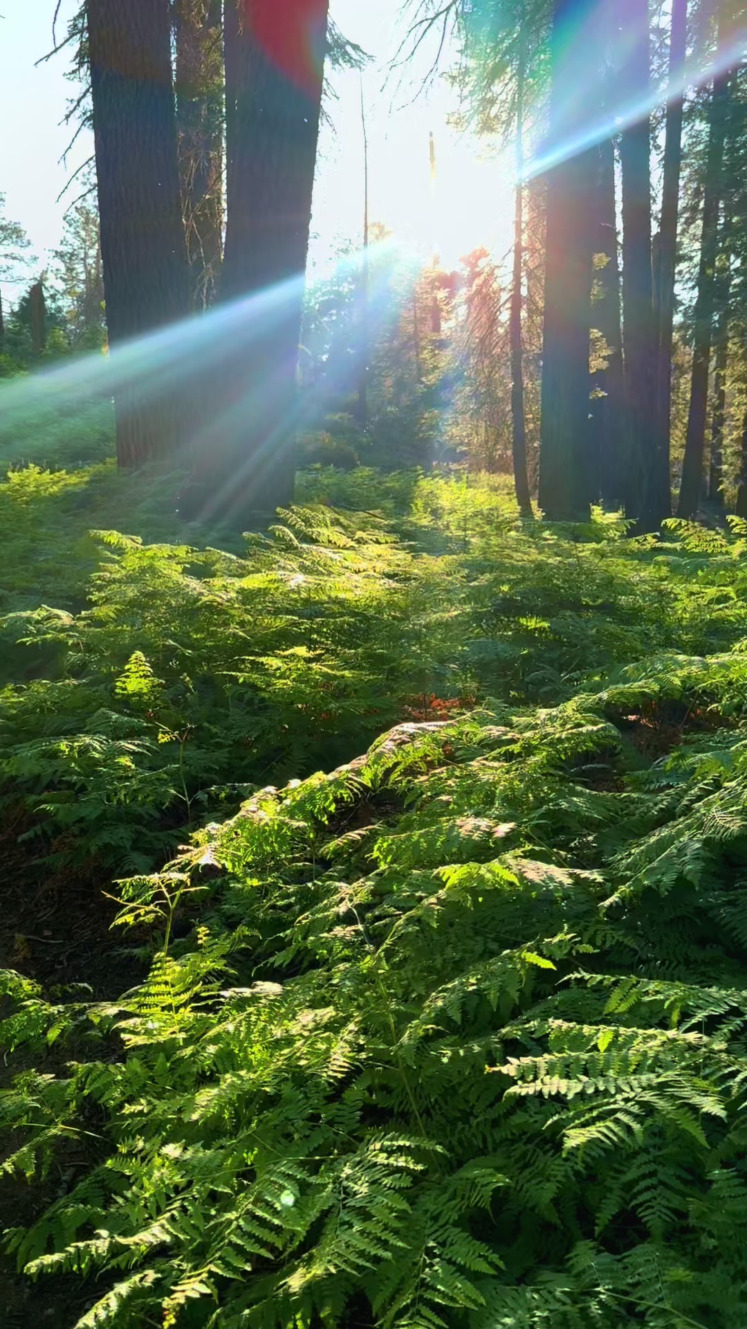@Nature Lover ๐ฟโจ๐ฆ๐๐ป ๐โ๏ธ๐