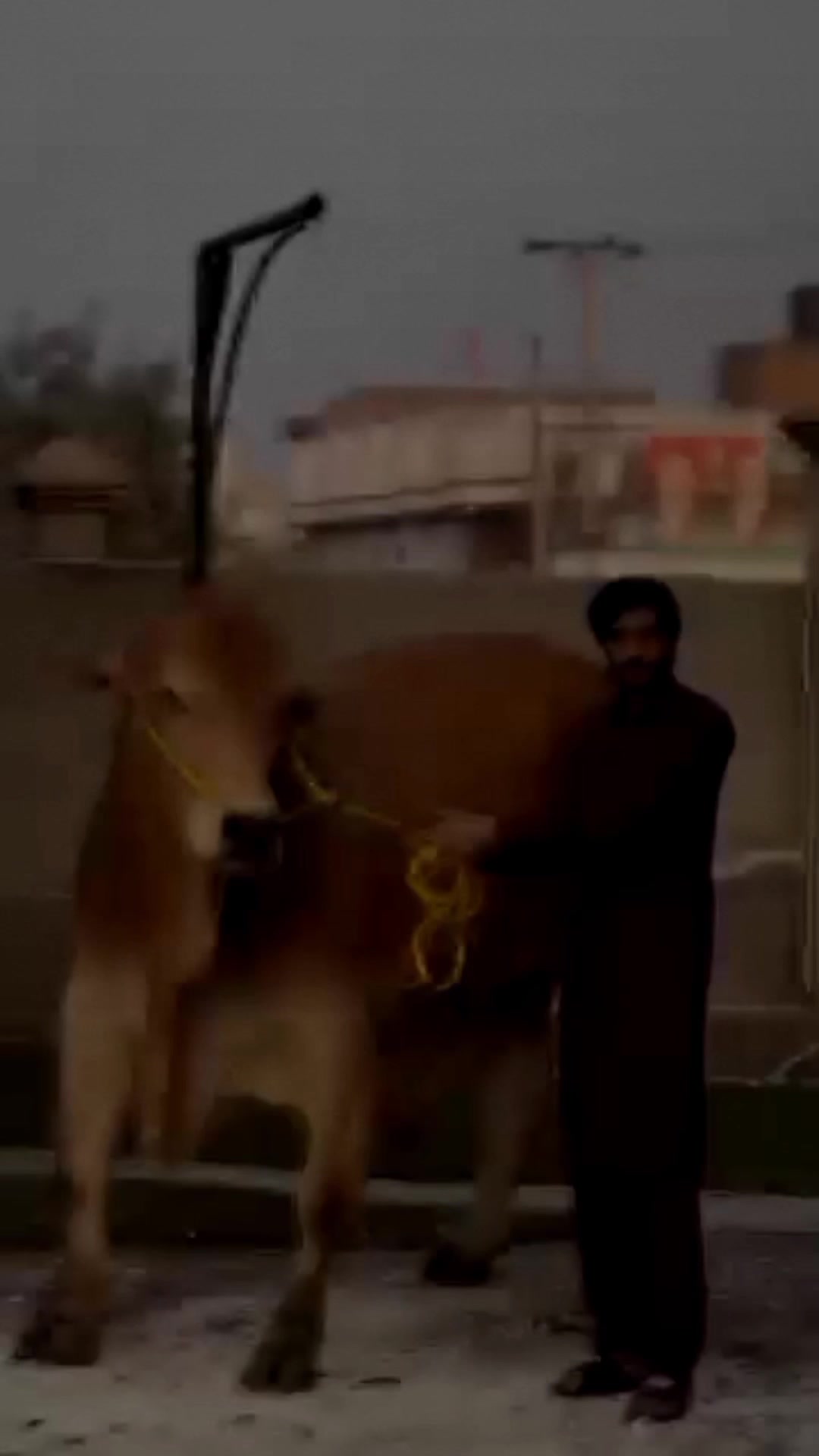 @Sameer._.Raza🤣