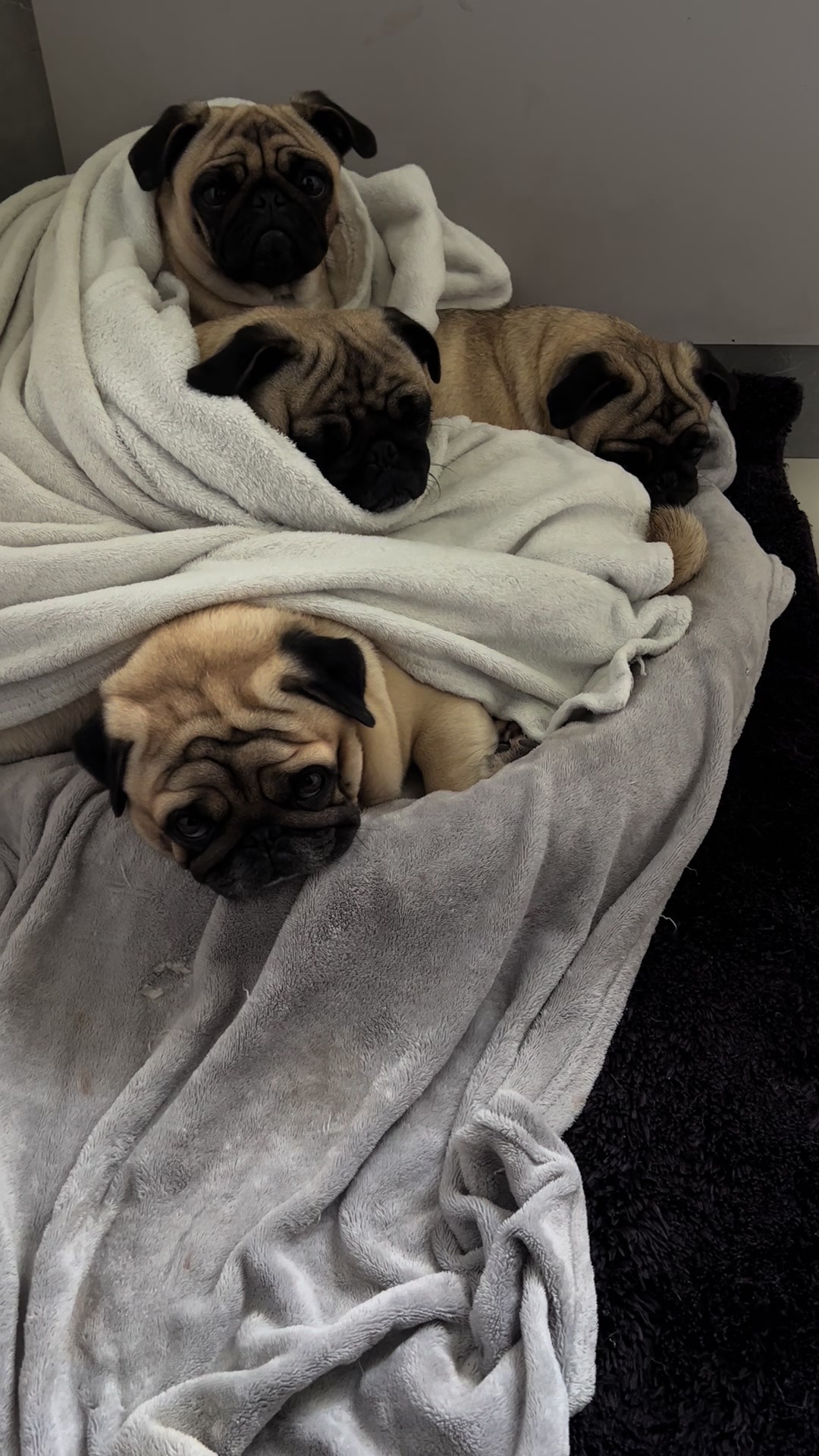 @pugSofyHarry