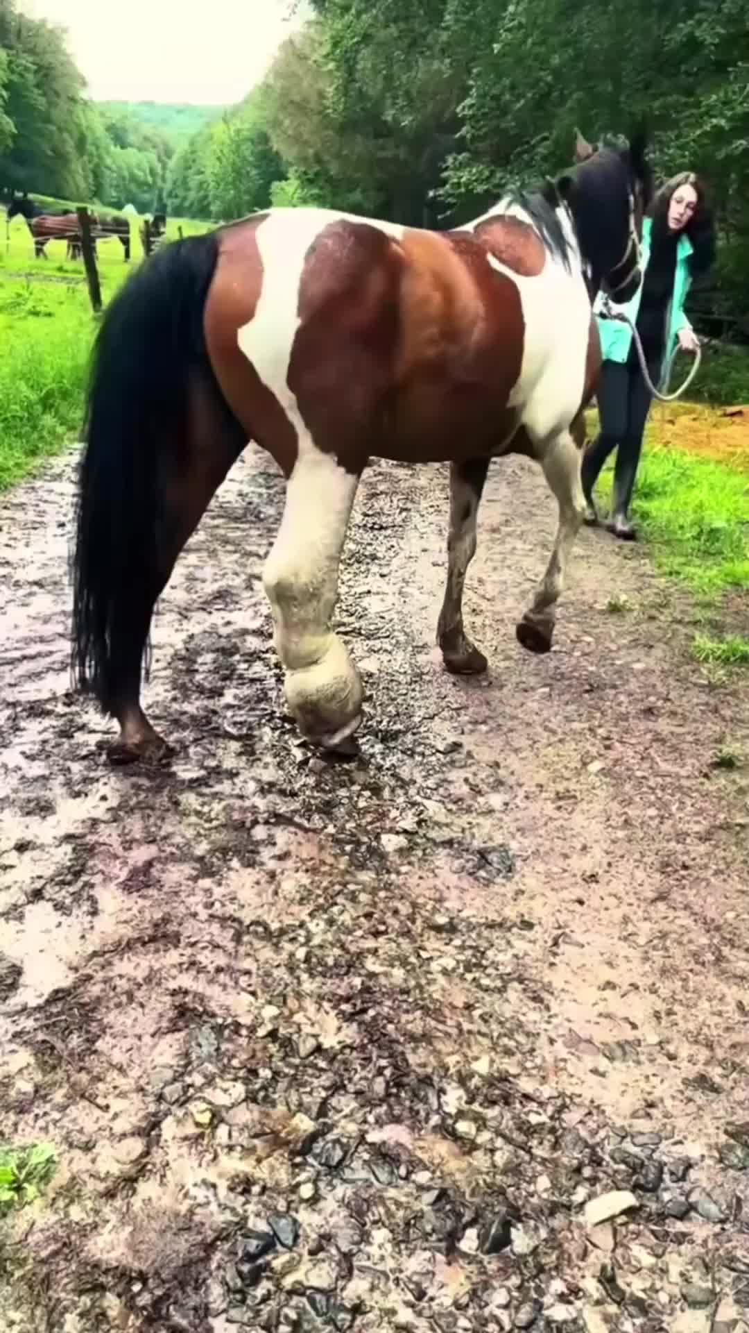 @cowhoof3