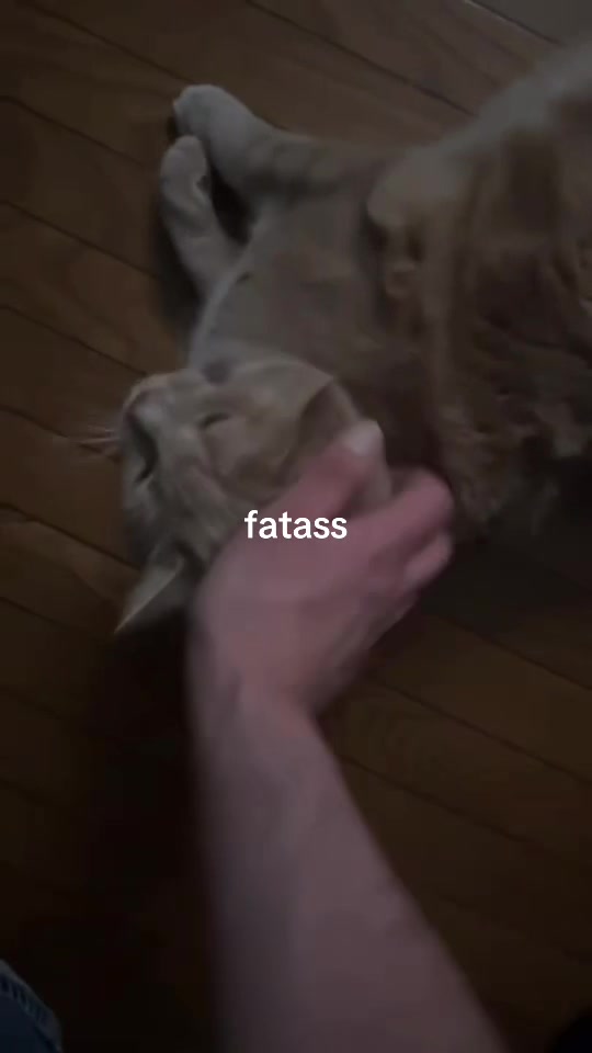 @C😸